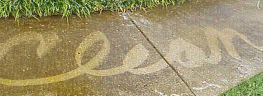 If it can get wet we can clean it!